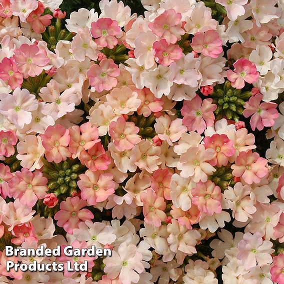 Verbena 'Peach Picotee'