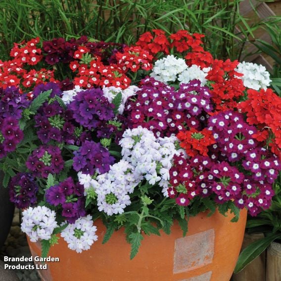 Verbena 'Quartz Mixed' F1