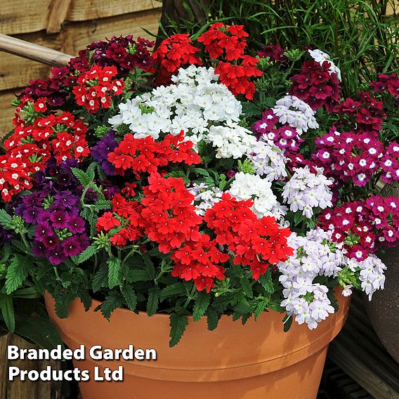 Verbena 'Quartz Mixed' F1 Hybrid