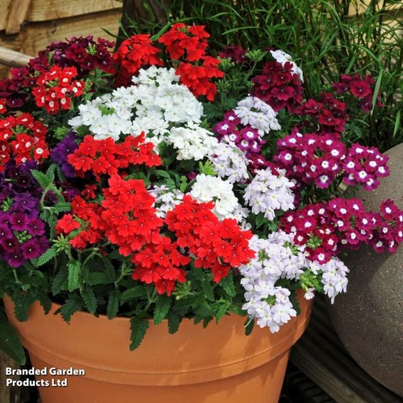 Verbena 'Quartz Mixed' F1