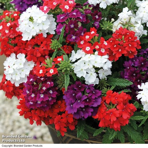 Verbena 'Quartz Mixed' F1
