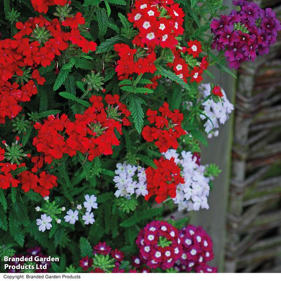 Verbena 'Quartz Mixed' F1