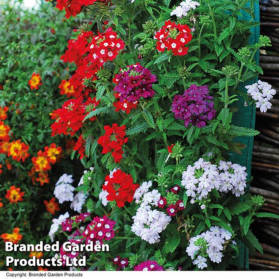 Verbena 'Quartz Mixed' F1 Hybrid