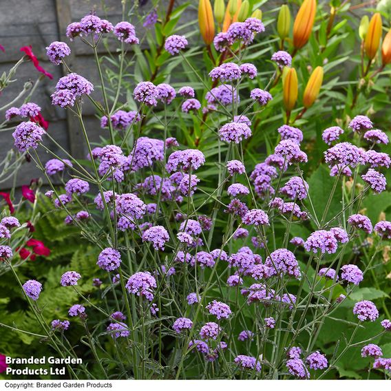 Verbena bonariensis 'Royal Dreams'