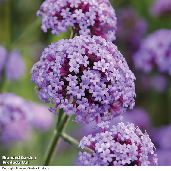 Verbena bonariensis 'Royal Dreams'