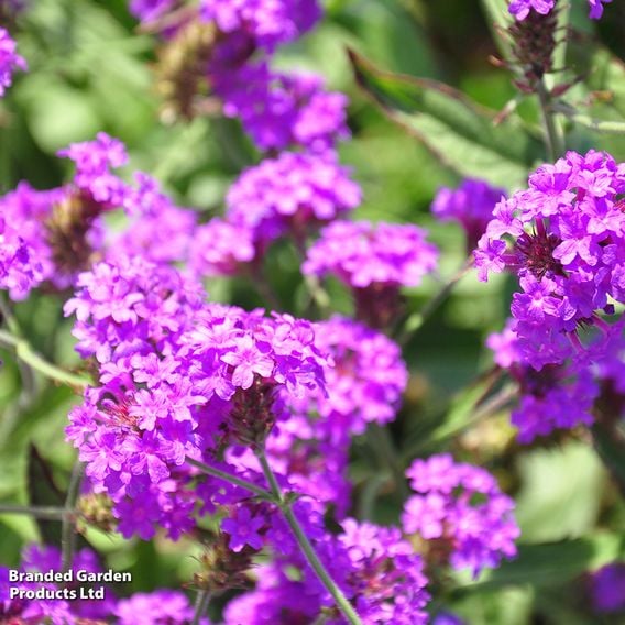Verbena rigida 'Santos Purple'
