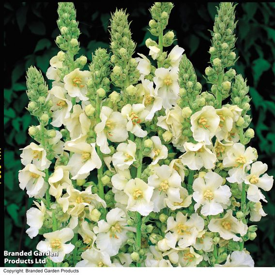 Verbascum phlomoides 'Snow Maiden'