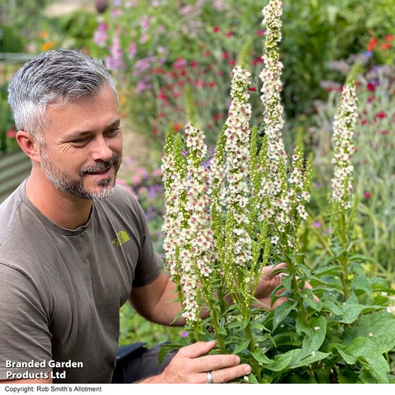 Verbascum 'Snowy Spires' - Seeds