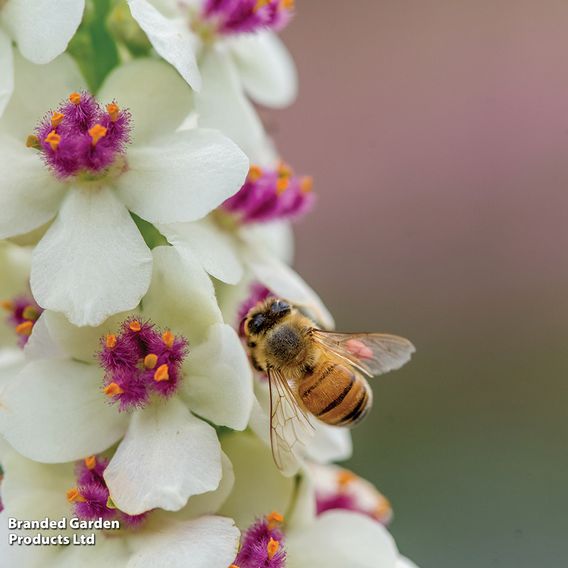 Verbascum 'Snowy Spires' - Seeds