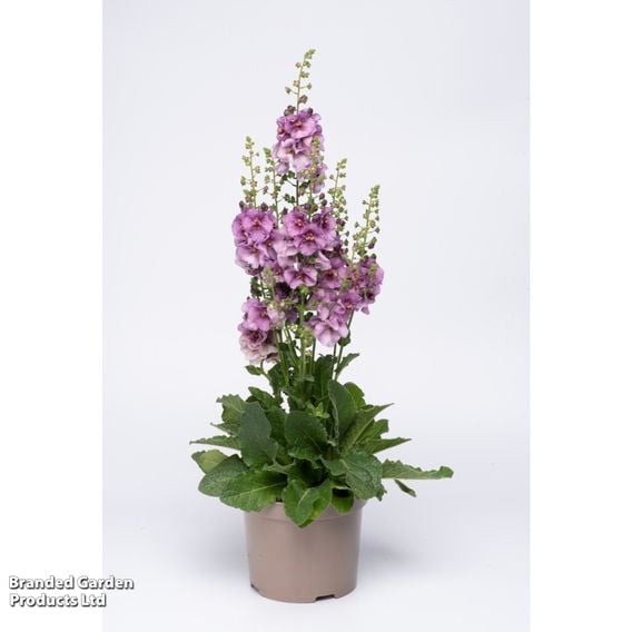 Verbascum 'Sugar Plum'