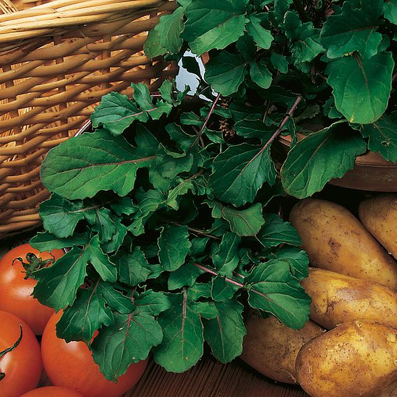 Rocket 'Annual' - Seeds