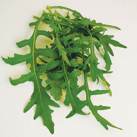 Wild Rocket - Seeds