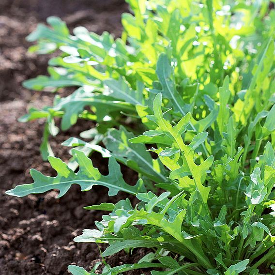 Wild Rocket 'Captiva' F1 - Seeds