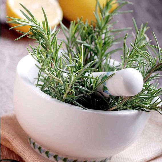 Rosemary - Seeds