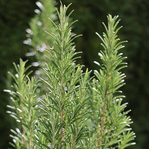 Rosemary 'Miss Jessop's Upright'