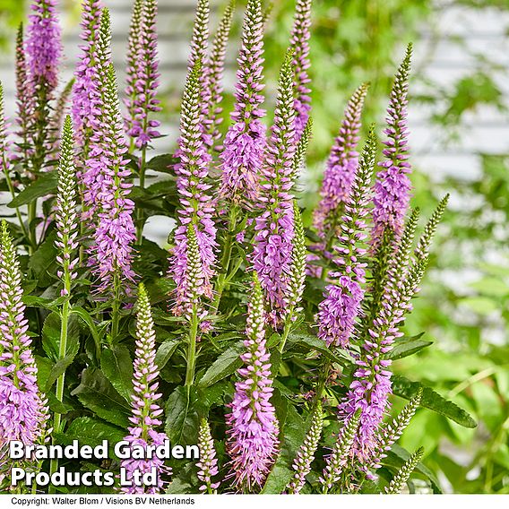 Veronica 'Lavender Lightsaber'