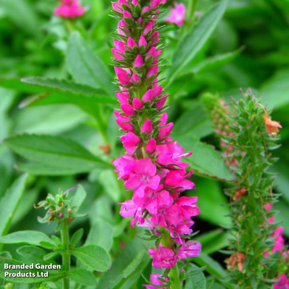 Veronica spicata 'Rotfuchs'