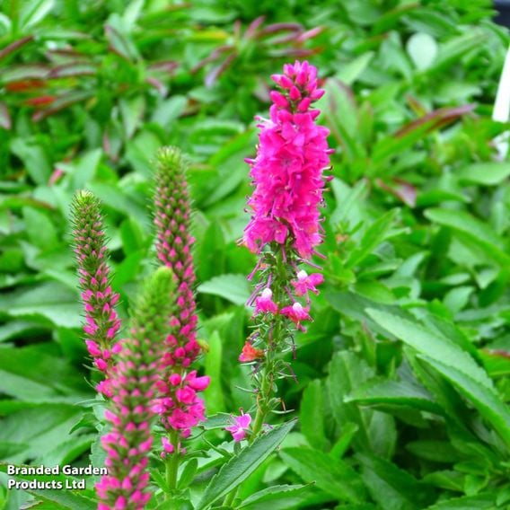 Veronica spicata 'Rotfuchs'
