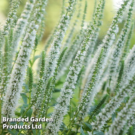 Veronica spicata 'Snow Candles'