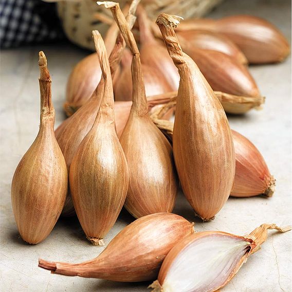 Shallot Triple Pack (Spring Planting)