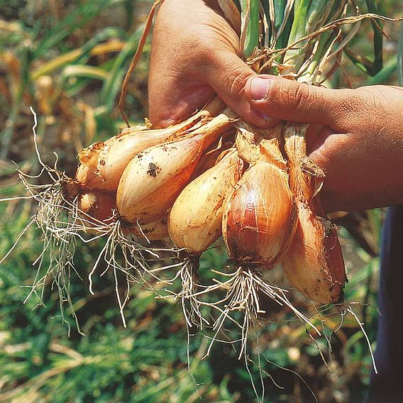 Shallot 'Jermor'