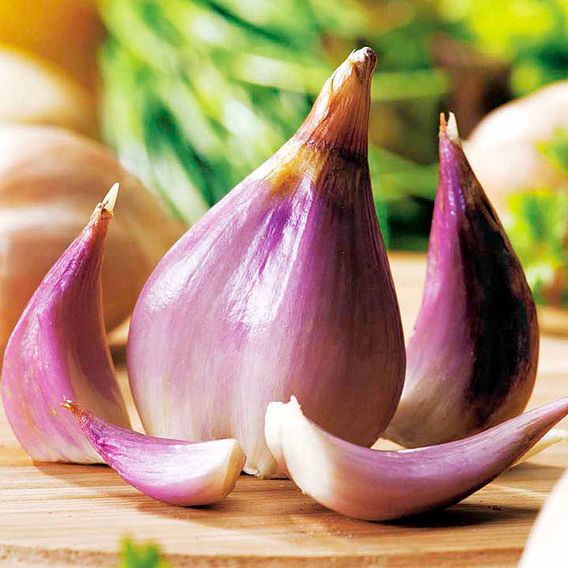 Shallot (Autumn) Twin Pack