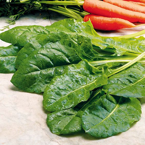 Swiss Chard 'Perpetual Spinach' - Organic Seeds