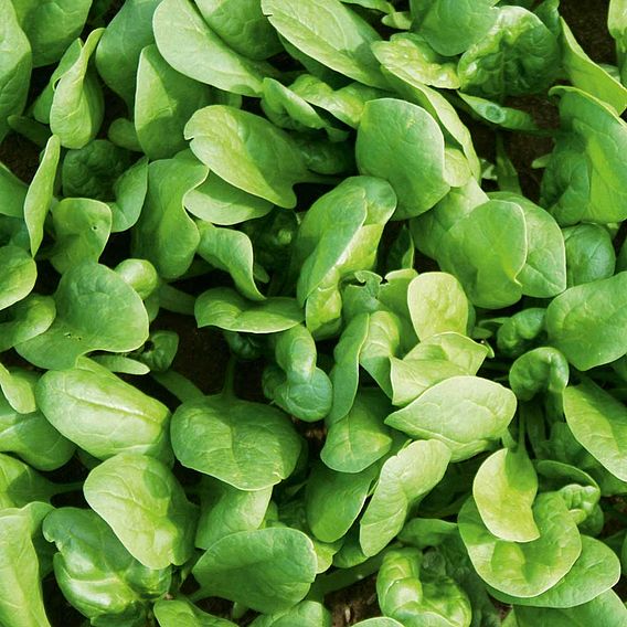 Spinach 'Amazon' F1 - Seeds