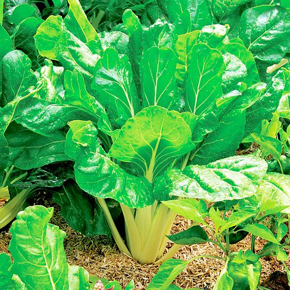 Spinach 'Perpetual' - Seeds