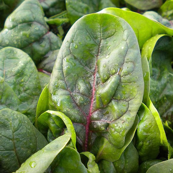 Spinach 'Rubino' F1 - Seeds
