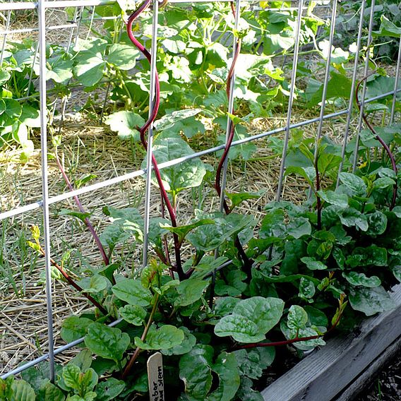 Malabar 'Spinach Red' - Seeds