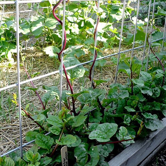 Malabar Spinach