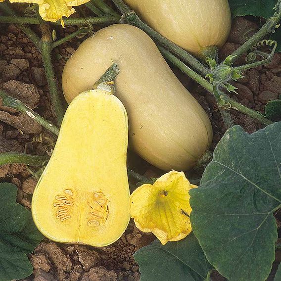 Squash 'Butternut' - Organic Seeds