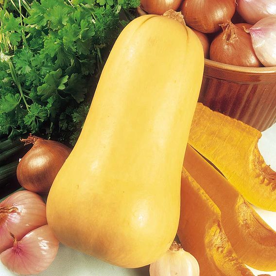 Squash 'Butternut' - Organic Seeds