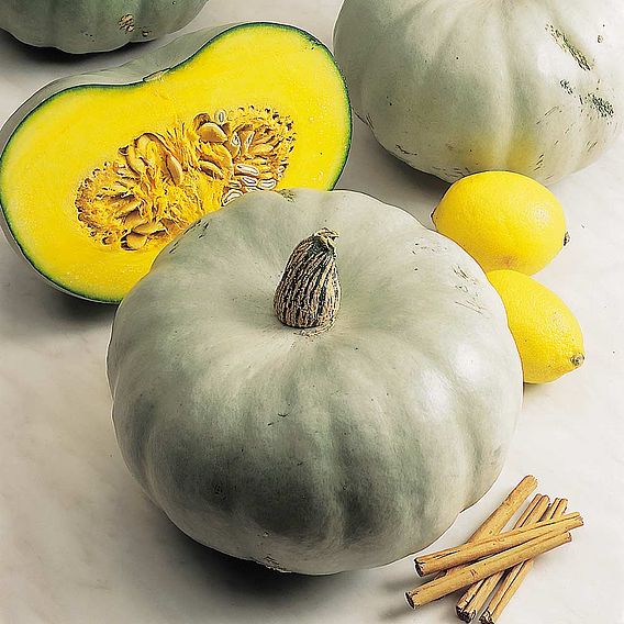 Squash Seeds - Crown Prince F1