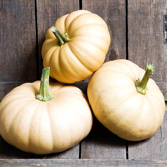 Squash 'Autumn Crown' F1 - Seeds