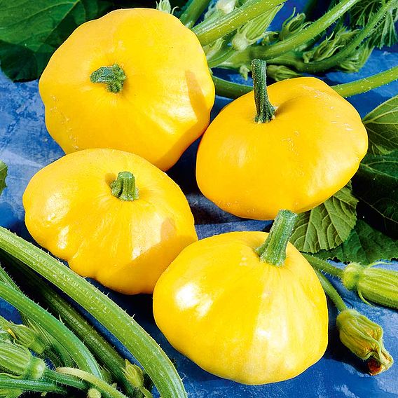 Squash Seeds - Sunburst F1