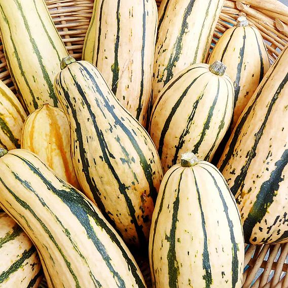 Squash Seeds - Honeyboat