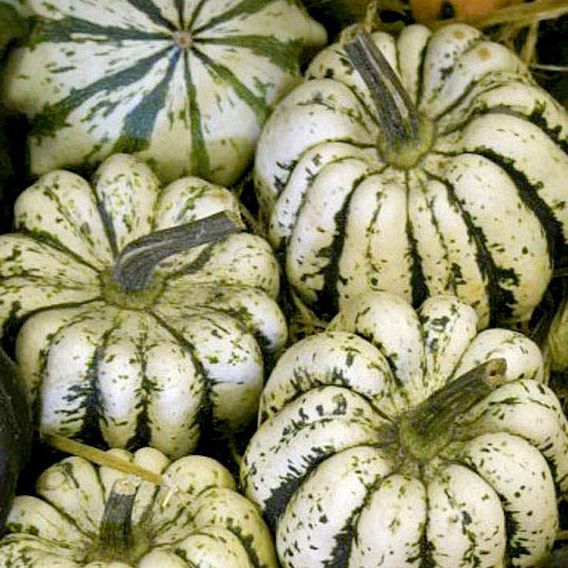 Squash & Pumpkin (Organic) Seeds - Sweet Dumpling