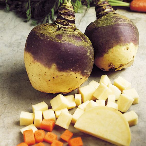 Swede 'Brora' - Seeds