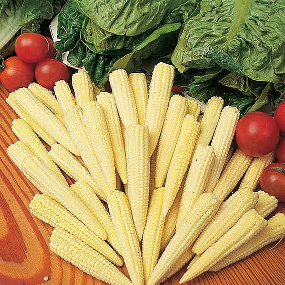 Sweetcorn 'Minipop' F1 - Seeds