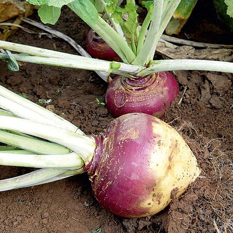 Swede 'Tweed' F1 - Seeds