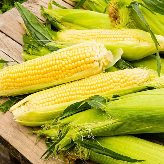 Sweetcorn 'Damaun' - Organic Seeds