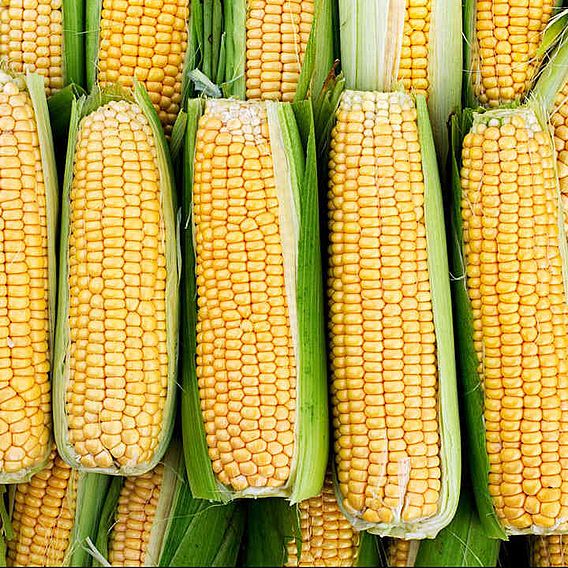 Sweetcorn 'Damaun' - Organic Seeds