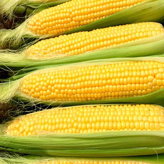 Sweetcorn 'Moonshine'