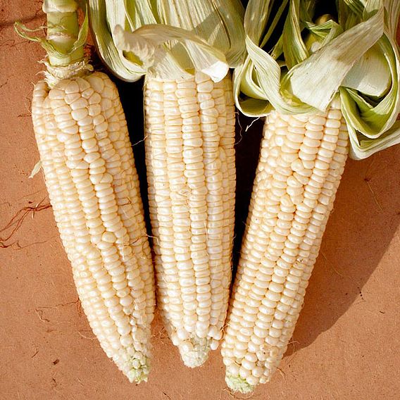 Sweetcorn 'Stowell's Evergreen' - Seeds