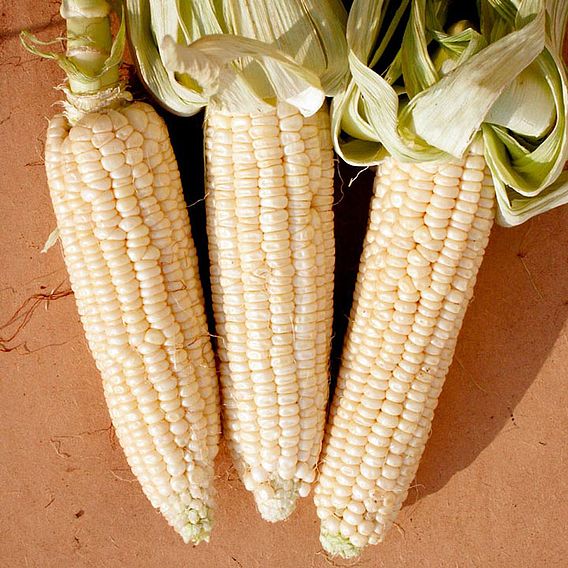 Sweet Corn Seeds - Stowell's Evergreen