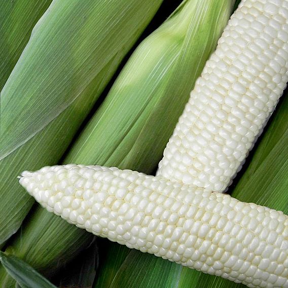 Sweetcorn 'Illusion' F1 - Seeds