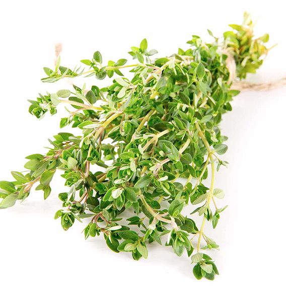 Thyme - Seeds