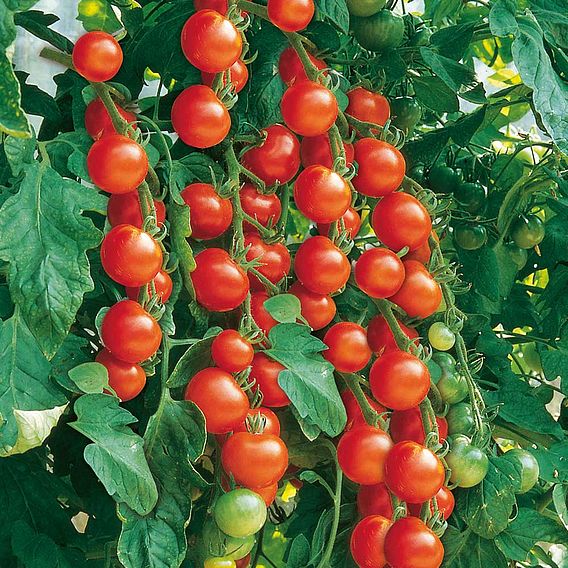 Tomato Seeds - Gardener's Delight (Indeterminate)